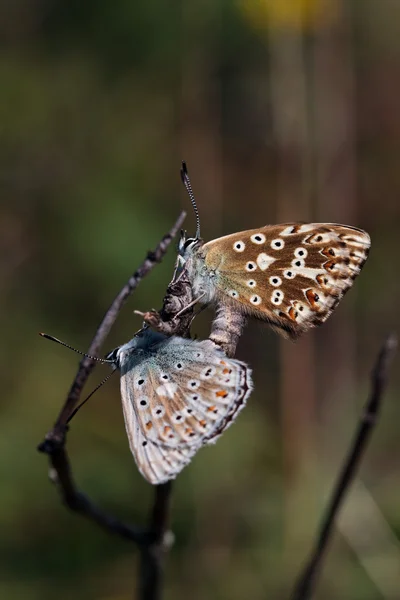 Matujące motyle niebieski — Zdjęcie stockowe