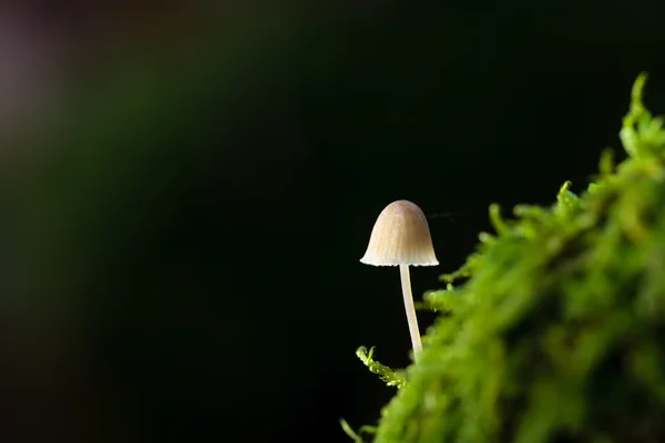 Novembro branco Forrest Cogumelo no musgo — Fotografia de Stock