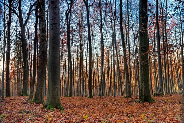 Bavarian noviembre Forrest — Foto de Stock