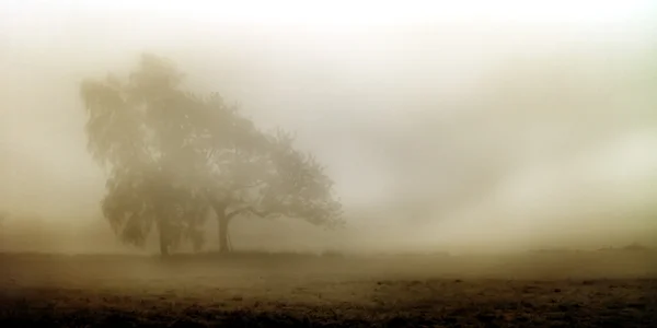 Foggy november landscape — Stock Photo, Image