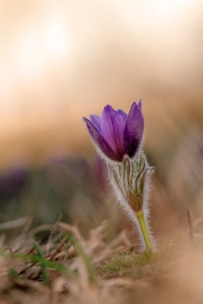 Lindo Pasqueflower — Fotografia de Stock