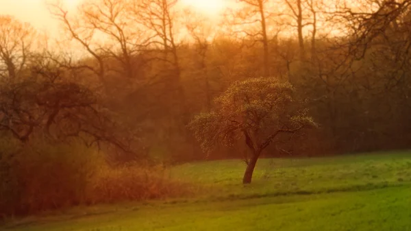 Zachód słońca w Górnej Frankonii wczesną wiosną — Zdjęcie stockowe