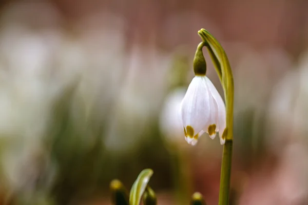 白色春天的花朵 — 图库照片