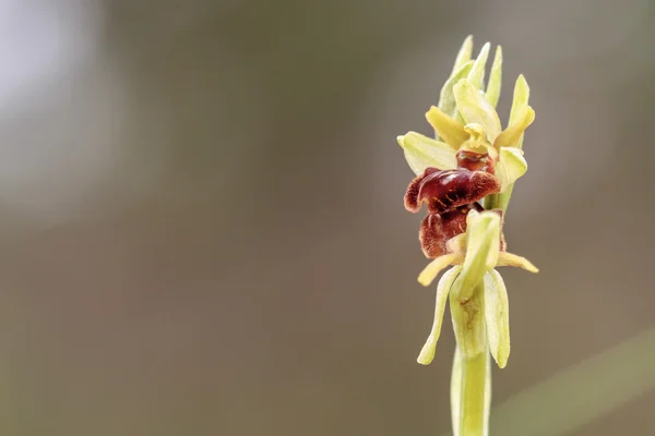 Sällsynta Wildlife tidiga Spider Orchid (Ophrys araneola) — Stockfoto