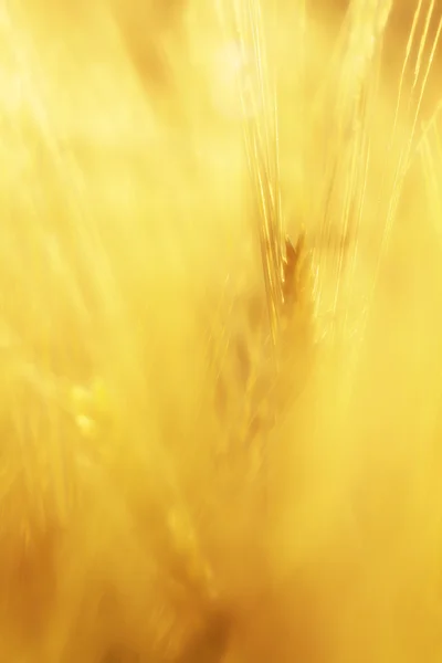 Grano temprano en un campo de maíz en Baviera, Alemania —  Fotos de Stock