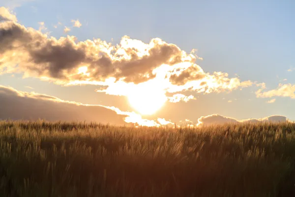 Cloudy May Sunset atrás de um jovem campo de milho na Baviera, Alemanha — Fotografia de Stock