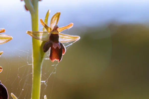 Extremely rare wildlife hybrid orchid — Stock Photo, Image