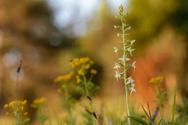 Белая орхидея дикой природы — стоковое фото
