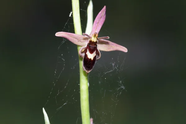 Ultra vzácných divokých hybridní včela pavouk orchid ophrys luizetii — Stock fotografie