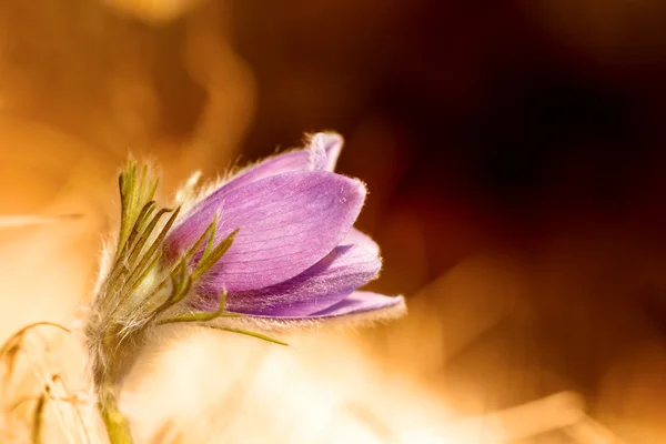 Grazioso Pasqueflower — Foto Stock