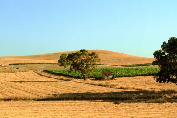 Krajobraz lato rolnych na Sycylii — Zdjęcie stockowe