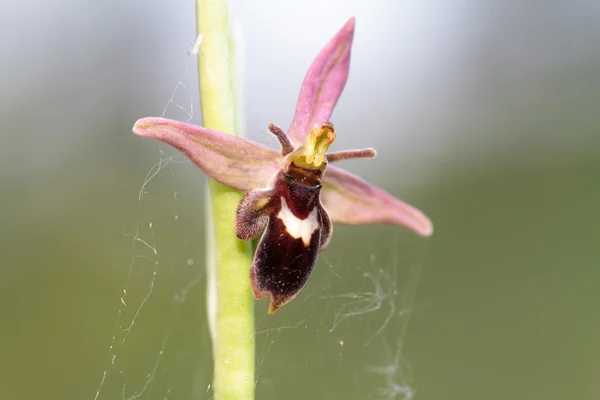 Ultra raro selvagem híbrido abelha aranha orquídea Ophrys luizetii — Fotografia de Stock