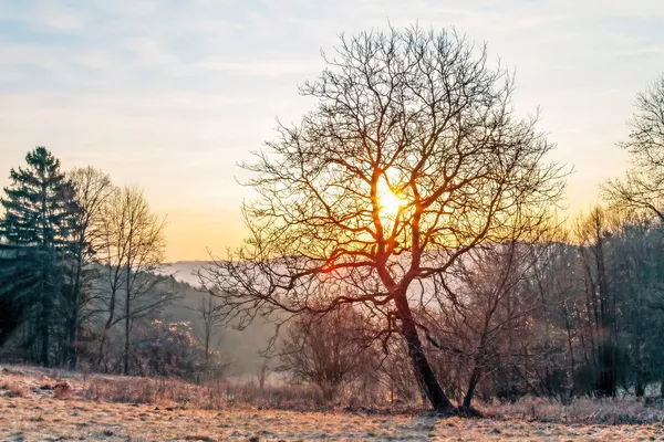 Sonnenaufgang hinter den Bäumen — Stockfoto