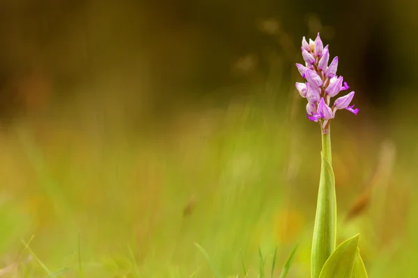 Härlig bild på en vacker orkidé av våren — Stockfoto