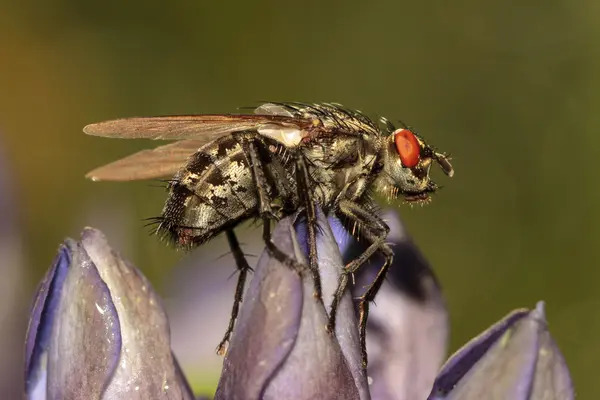 Macro of a fly on a rare cross gentian — Stock Photo, Image