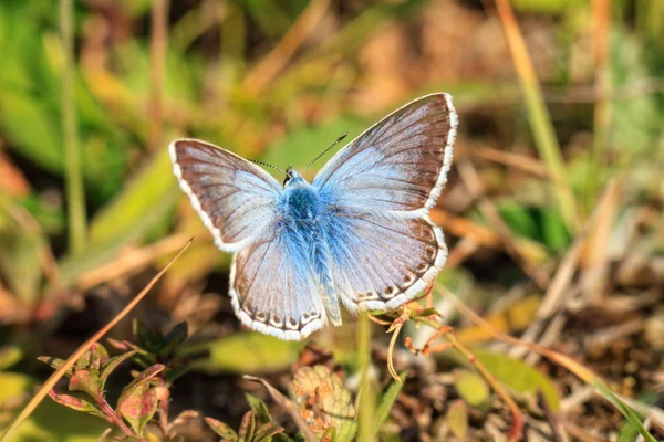 Azul Gossamer alado borboleta — Fotografia de Stock