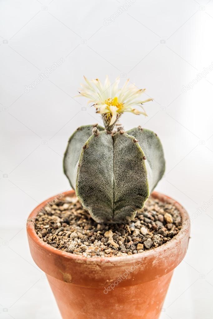 Astrophytum myriostigma Bishop s Cap Cactus in front of a white background