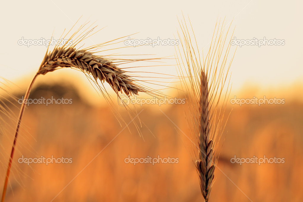 A crop impression in summer