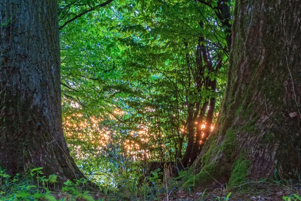 Dramatiska solnedgången i skogen — Stockfoto