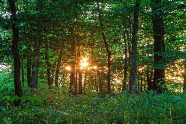 Dramatyczny zachód słońca w lesie — Zdjęcie stockowe