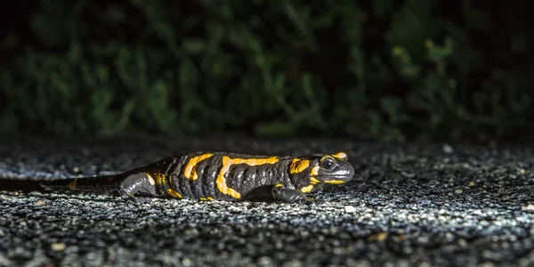 European Fire Salamander — Stock Photo, Image