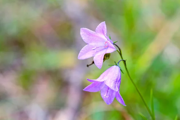 Glockenblume — Stockfoto