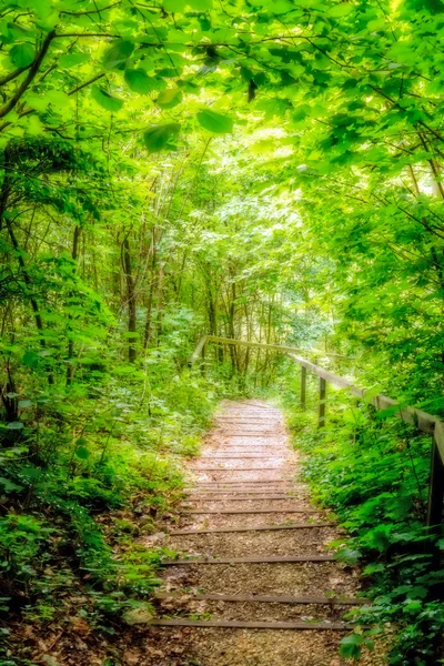 Felsige Treppen im Wald — Stockfoto