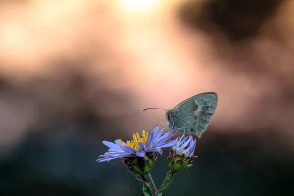 Gossamer alado borboleta no sol seting — Fotografia de Stock