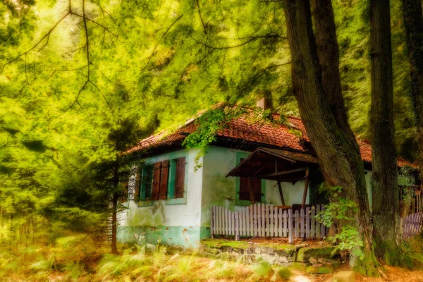 Yaz sonu Bavyera ormanı resim — Stok fotoğraf