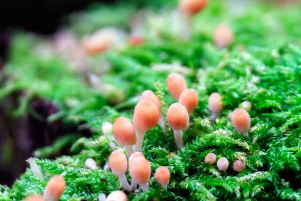 Summer Mushrooms on Moss — Stock Photo, Image