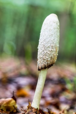 mantar gibi penis