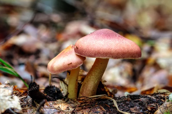 Regno dei funghi — Foto Stock