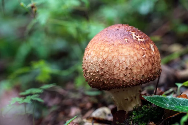 Mushroom kungariket — Stockfoto