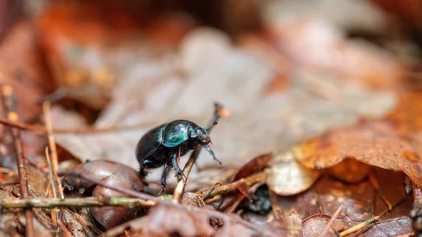 Forest Bug — Stock Photo, Image