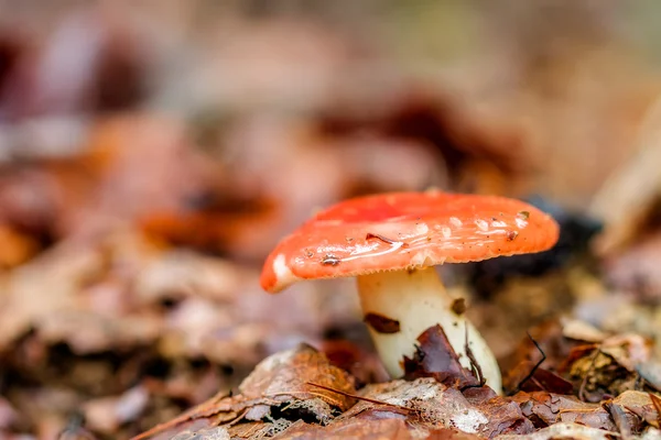 Mushroom Kingdom — Stock Photo, Image