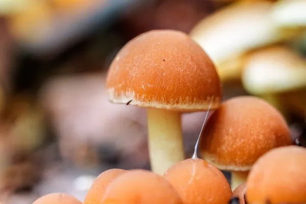 Regno dei funghi — Foto Stock