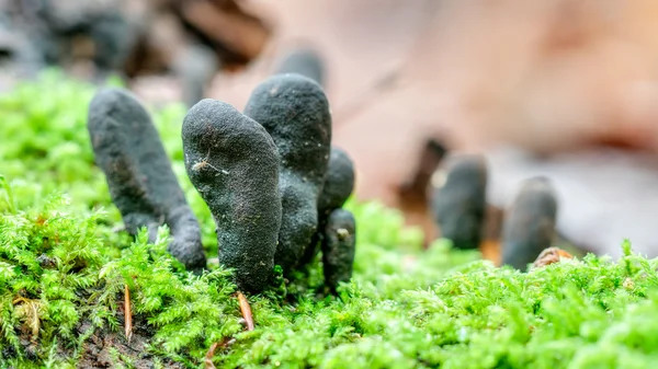 Paddestoelen Koninkrijk — Stockfoto