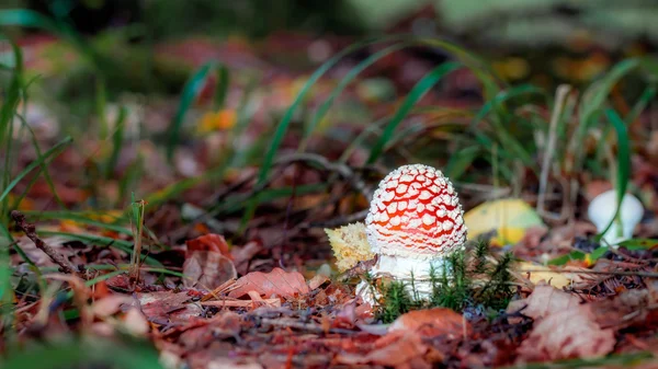 Mooie, maar dodelijke — Stockfoto