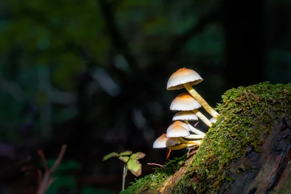 Regno dei funghi — Foto Stock