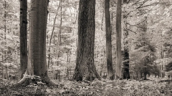 Bosque en Europa a finales de septiembre —  Fotos de Stock