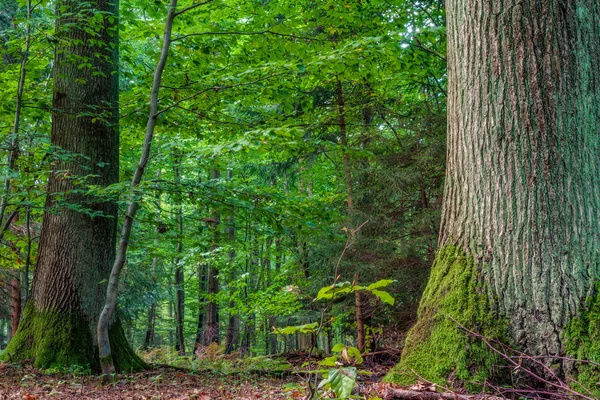 Лес в Европе в конце сентября — стоковое фото