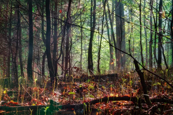 Skogar i Europa i slutet av september — Stockfoto