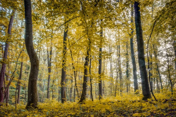Skogar i Europa i slutet av september — Stockfoto