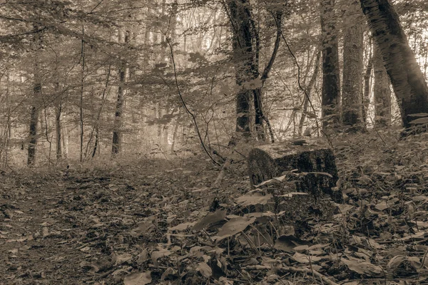 Forest in Europe in Late September — Stock Photo, Image