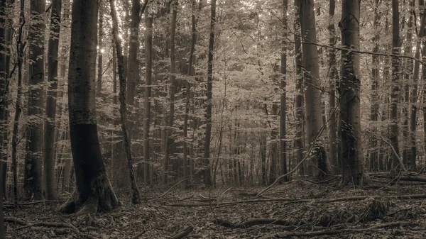 Bosque en Europa a finales de septiembre — Foto de Stock