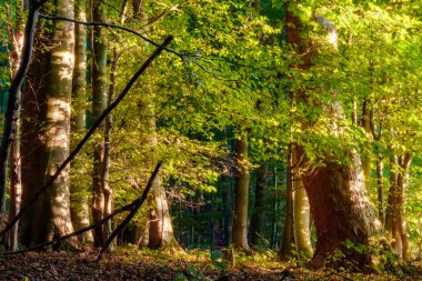Avrupa ile zemin sıcak sarımsı yeşil renk bir sıcak güneşli sabahı ormanda yapraklarda geç Eylül yaprak döken orman orman