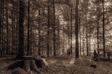 Avrupa ile zemin sıcak sarımsı yeşil renk bir sıcak güneşli sabahı ormanda yapraklarda geç Eylül yaprak döken orman orman