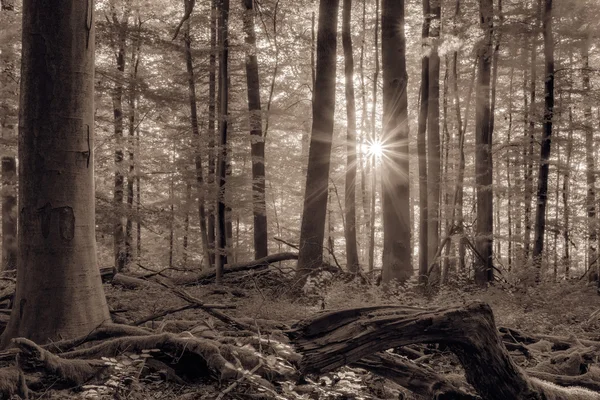 Wald in Europa Ende September Laubwald mit Blättern auf dem Boden warme gelbgrüne Farbe in den Wäldern an einem warmen, sonnigen Morgen — Stockfoto