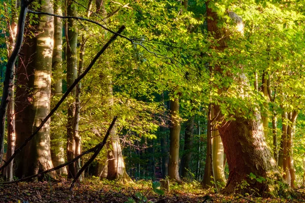 Bosque en Europa a finales de septiembre Bosque caducifolio con hojas en el suelo Cálido color verde amarillento en el bosque en una cálida mañana soleada — Foto de Stock