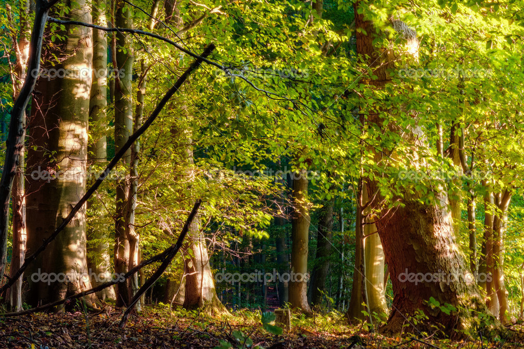 Forest in Europe in Late September Deciduous forest with leaves on the